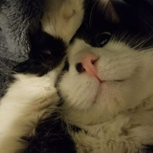 Meet your Posher, Leo